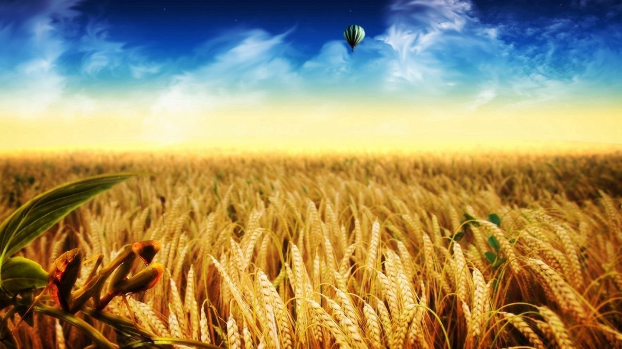 Обои колосья, воздушный шар, аэростат, поле, желтый, золото, осень, урожай, полет
