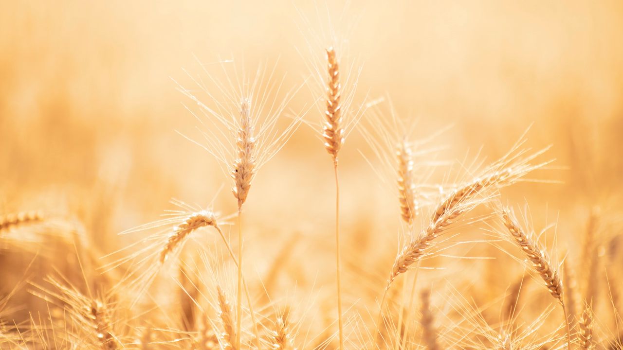 Обои колоски, пшеница, поле, сухой, урожай