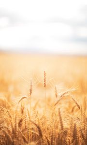 Превью обои колоски, пшеница, поле, сухой, урожай