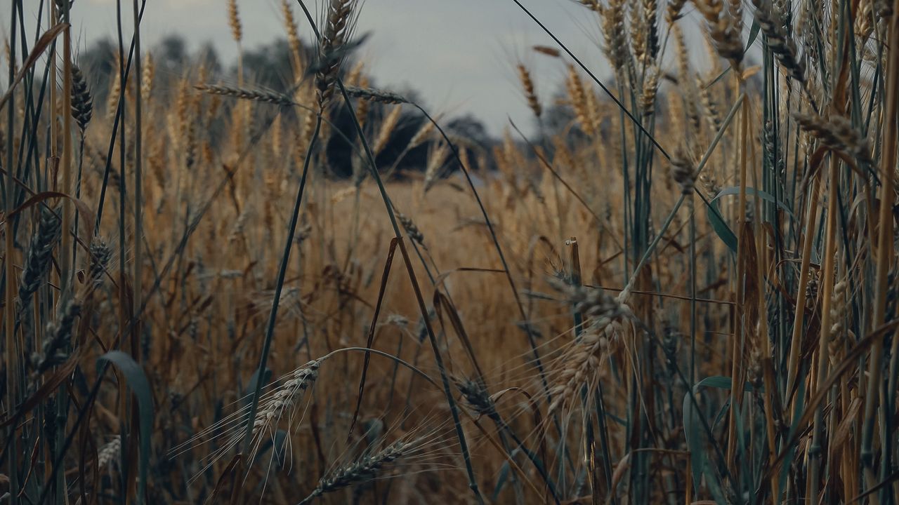 Обои колоски, пшеница, поле, сухой, урожай