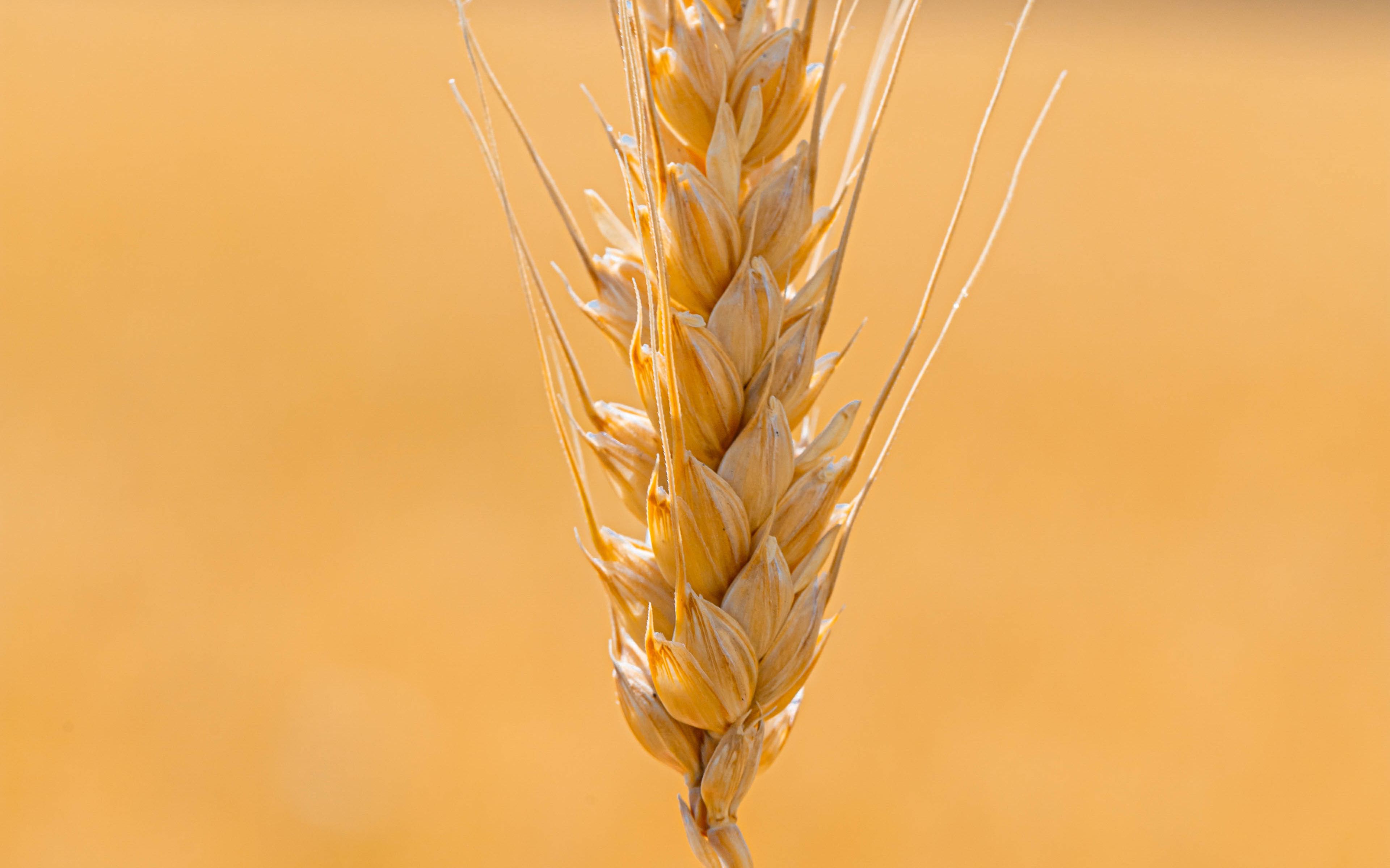 Колос пшеницы фото крупным планом
