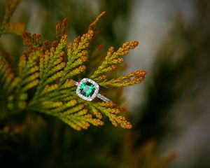 Превью обои кольцо, камень, растение