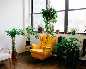 Превью обои комната, мебель, интерьер, цветы, кресло, окно