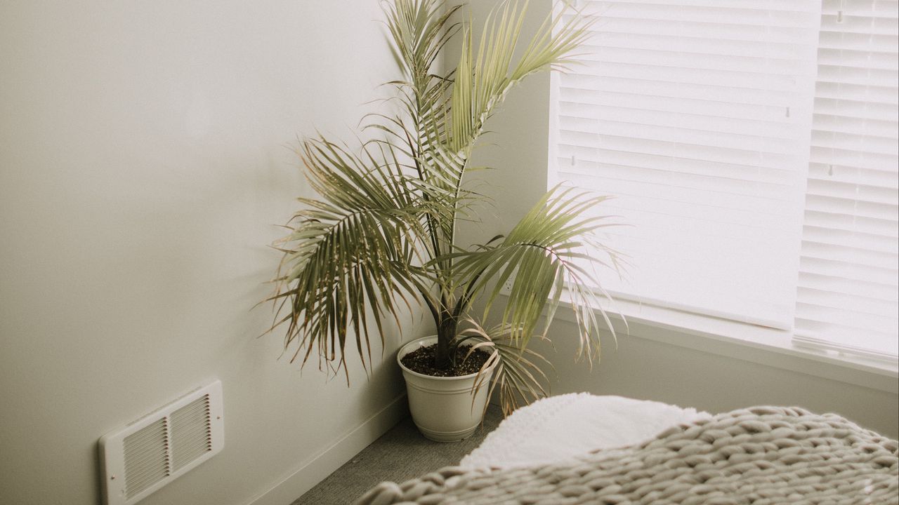Обои комната, растение, интерьер, минимализм