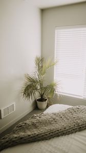 Превью обои комната, растение, интерьер, минимализм
