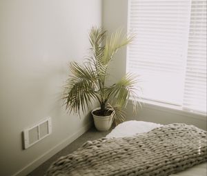 Превью обои комната, растение, интерьер, минимализм