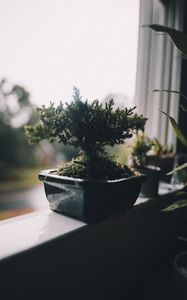 Превью обои комнатное растение, горшок, окно