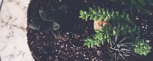 Превью обои комнатное растение, грунт, листья