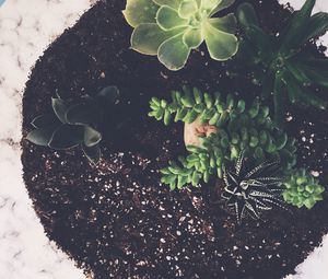 Превью обои комнатное растение, грунт, листья