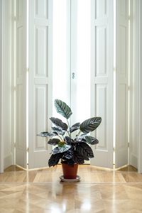 Превью обои комнатное растение, комната, интерьер, дверь