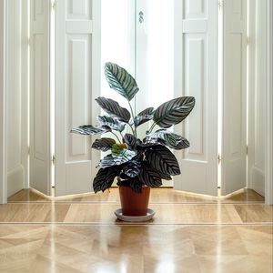 Превью обои комнатное растение, комната, интерьер, дверь