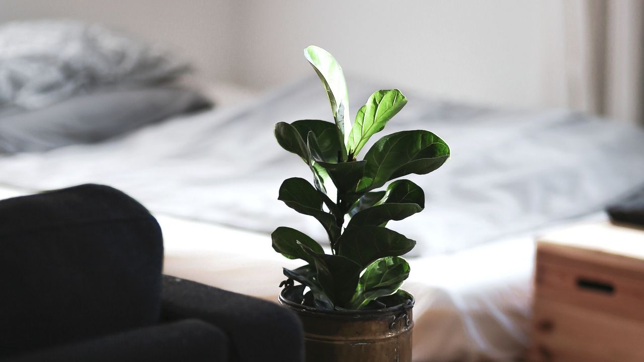 Обои комнатное растение, комната, интерьер, диван