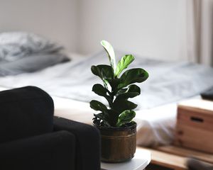 Превью обои комнатное растение, комната, интерьер, диван