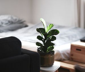Превью обои комнатное растение, комната, интерьер, диван