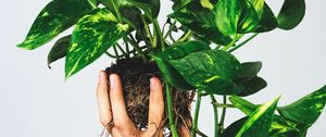 Превью обои комнатное растение, листья, рука, белый