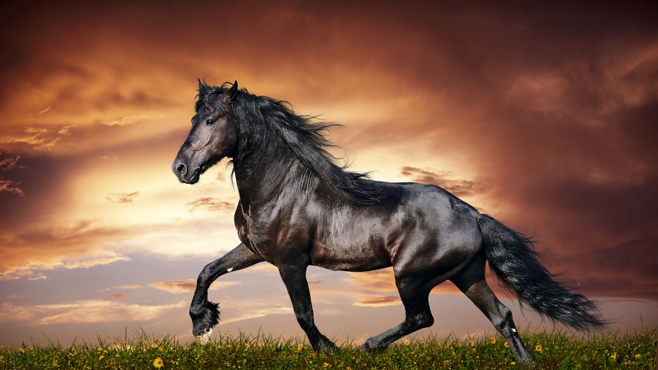 Обои конь, бег, закат, поле, трава, цветы, лошадь