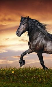 Превью обои конь, бег, закат, поле, трава, цветы, лошадь