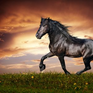 Превью обои конь, бег, закат, поле, трава, цветы, лошадь
