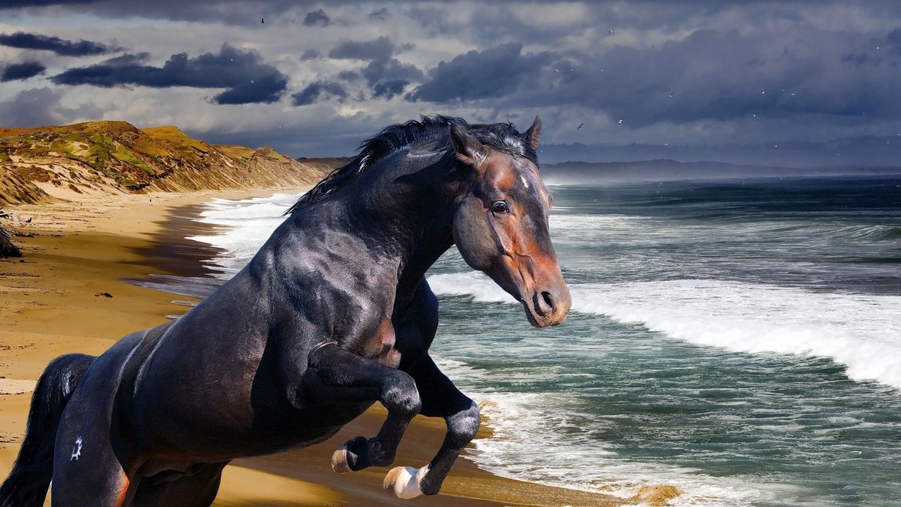 Обои конь, берег, море, волна