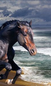 Превью обои конь, берег, море, волна