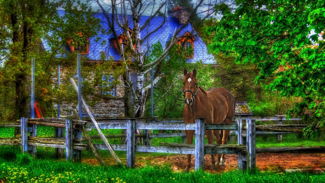 Обои конь, дом, забор