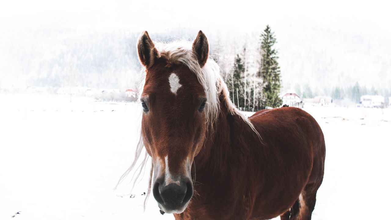 Обои конь, снег, морда