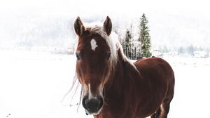 Превью обои конь, снег, морда