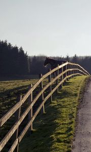 Превью обои конь, забор, дорога