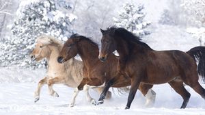 Превью обои кони, бег галопом, зима