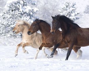 Превью обои кони, бег галопом, зима