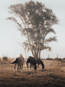Превью обои кони, пастбище, дерево, природа, животные