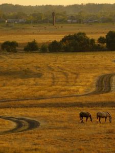 Превью обои кони, вечер, дорога, проселочная, закат