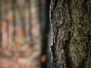 Превью обои кора, дерево, деревянный, текстура, рельеф