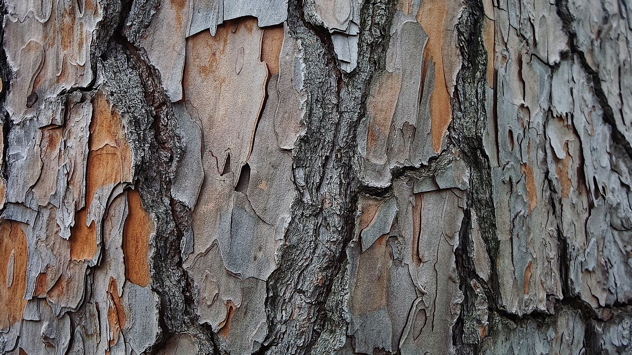 Обои кора, дерево, древесина, текстура, поверхность