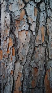 Превью обои кора, дерево, древесина, текстура, поверхность