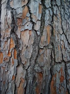 Превью обои кора, дерево, древесина, текстура, поверхность