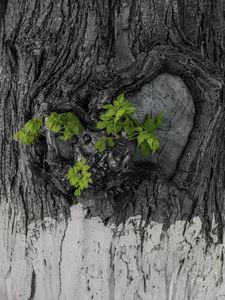 Превью обои кора, дерево, листья, текстура