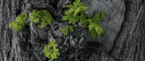 Превью обои кора, дерево, листья, текстура