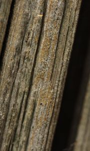 Превью обои кора, дерево, макро, темный, размытие