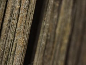 Превью обои кора, дерево, макро, темный, размытие