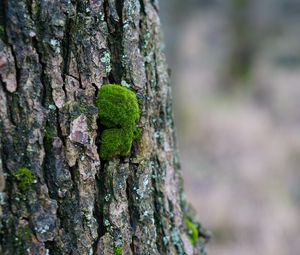 Превью обои кора, дерево, мох