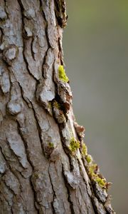 Превью обои кора, дерево, мох, макро, природа