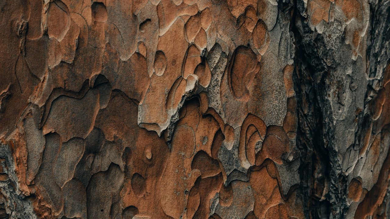 Обои кора, дерево, поверхность, текстура