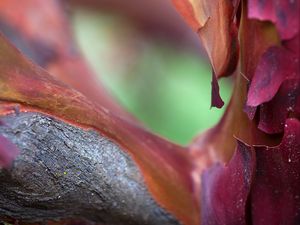Превью обои кора, дерево, размытие, макро