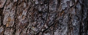 Превью обои кора, дерево, рельеф, текстура, коричневый
