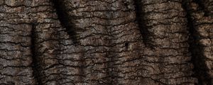 Превью обои кора, дерево, рельеф, текстура, деревянный