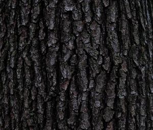 Превью обои кора, дерево, текстура, рельеф