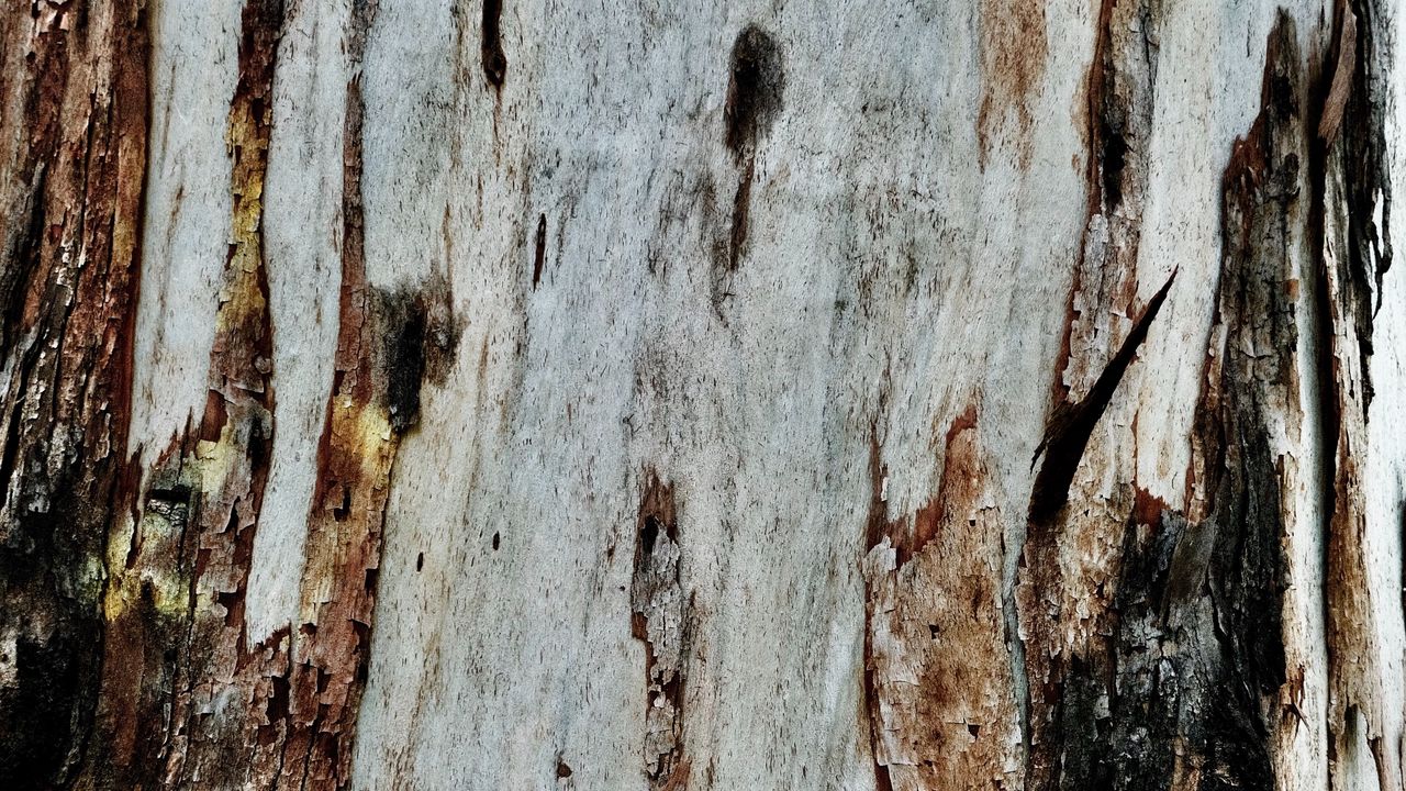 Обои кора, дерево, текстура, деревянный, рельеф