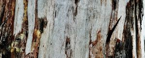 Превью обои кора, дерево, текстура, деревянный, рельеф