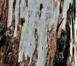 Превью обои кора, дерево, текстура, деревянный, рельеф